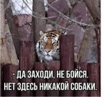 тигр.jpg